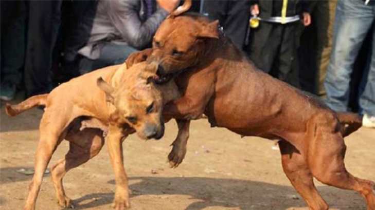 peleas perros senado