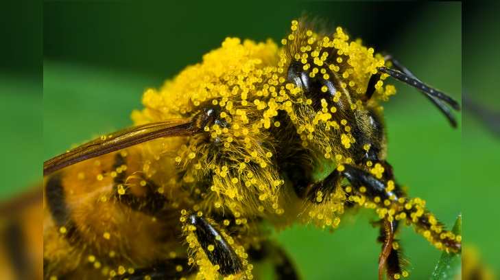 polen abejas 24032017r15 1