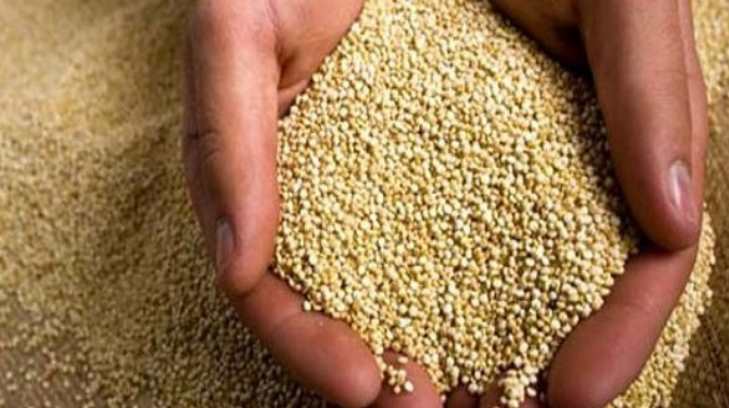 quinoa 17062017ej 14