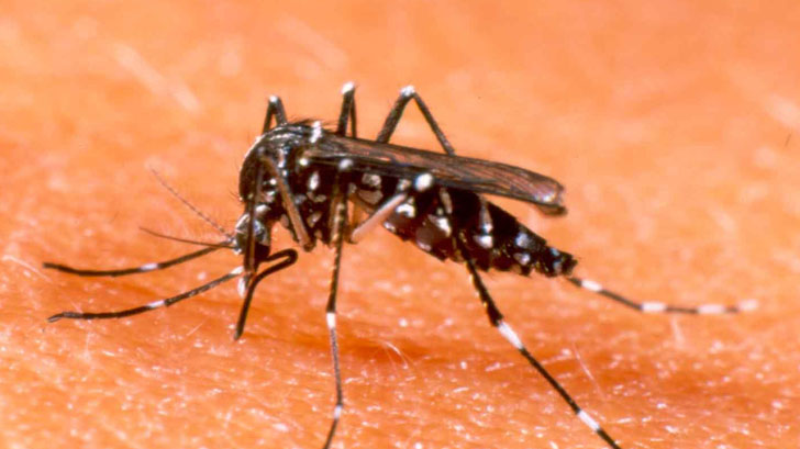 mosquito dengue hermosillo