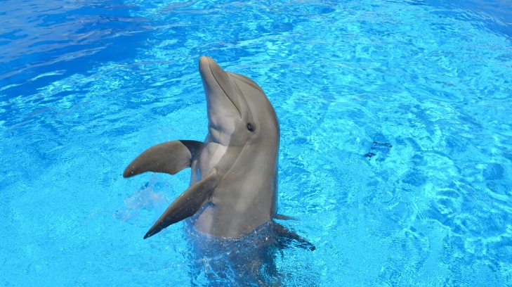 delfin 19032018ej 10