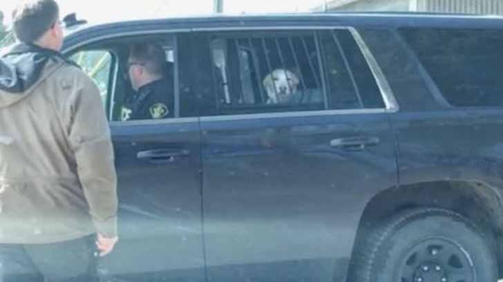 perro detenido canada