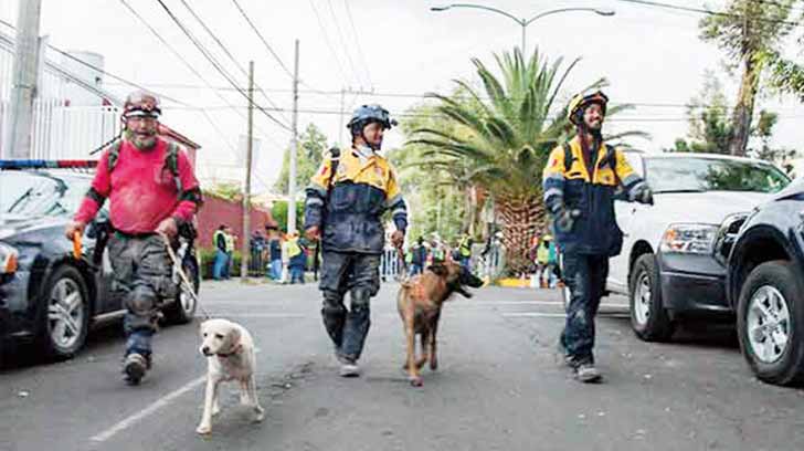 bomberos perros rescatistas