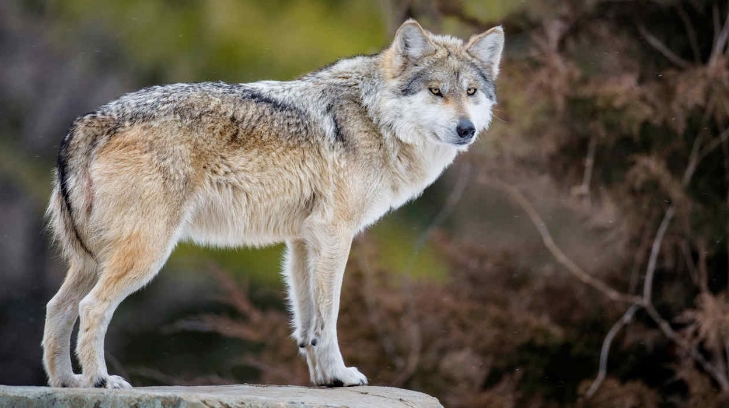 Avanza conservación del lobo gris en Sonora, Chihuahua, Durango, Zacatecas  y NL