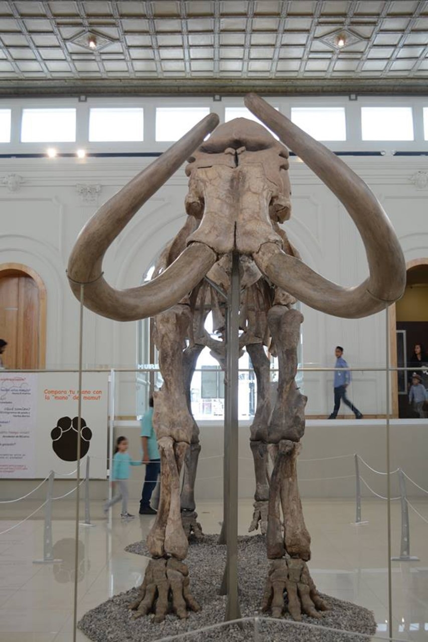 mamut6
