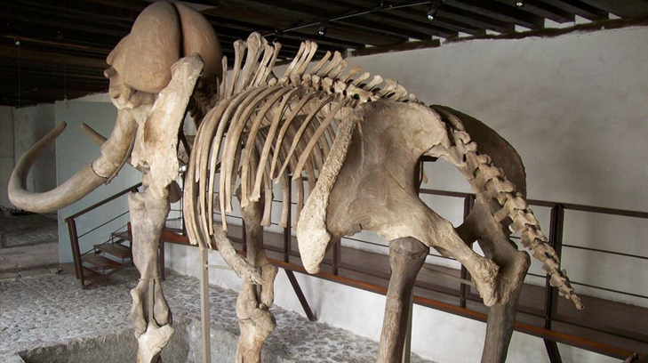 mamut ecatepec
