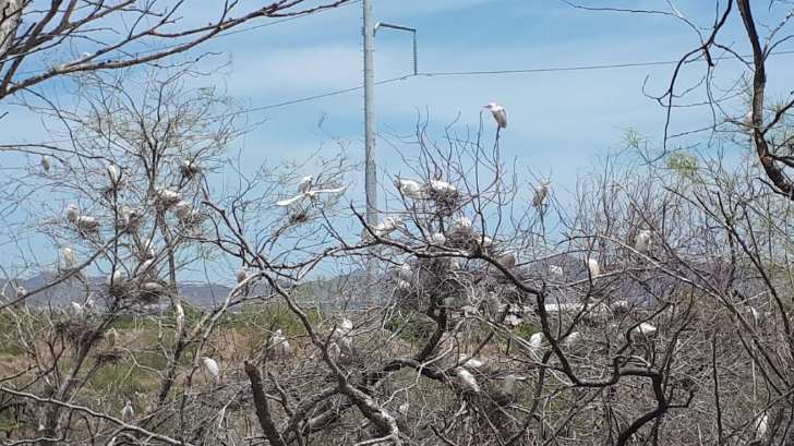 Gaviotas