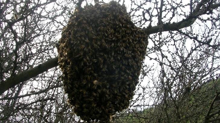 abejas de alamos