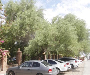 Buscan sembrar 10 mil árboles en Hermosillo antes de que acabe el año