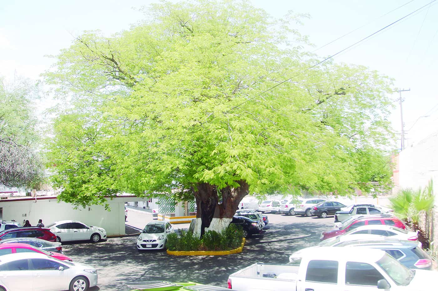 Los árboles más longevos de Hermosillo