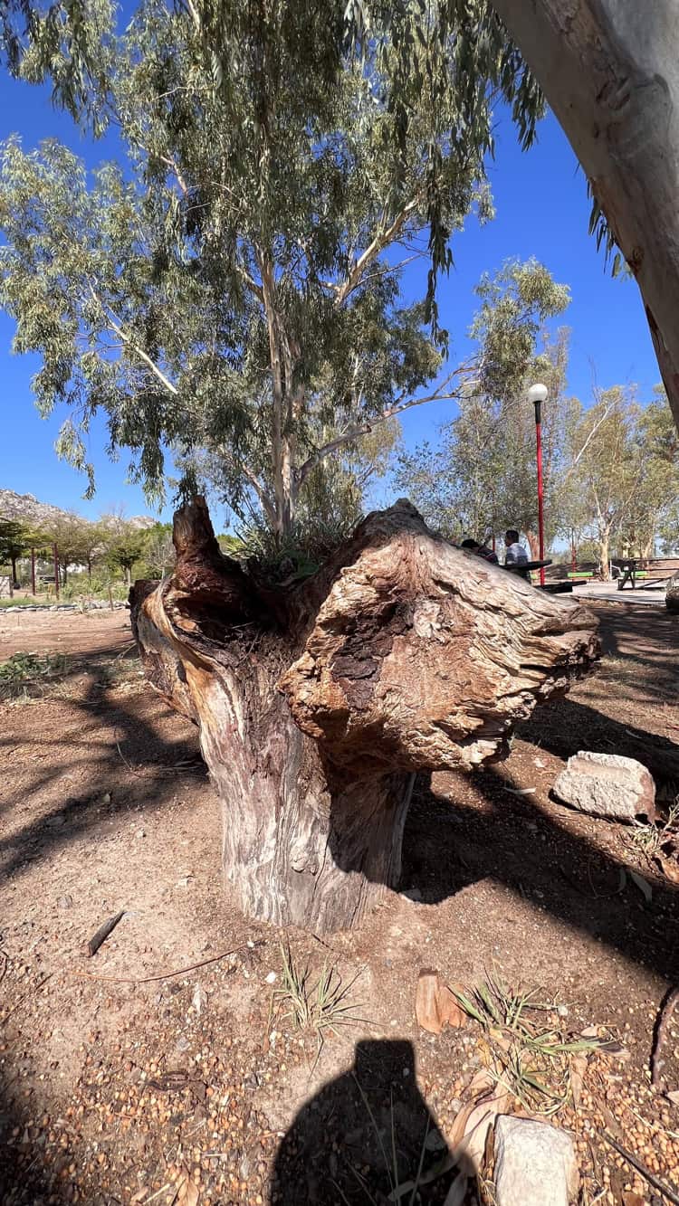 Árboles sagrados que habitan en La Sauceda