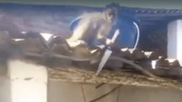 Mono armado amenaza a vecinos; roba galletas y jabón