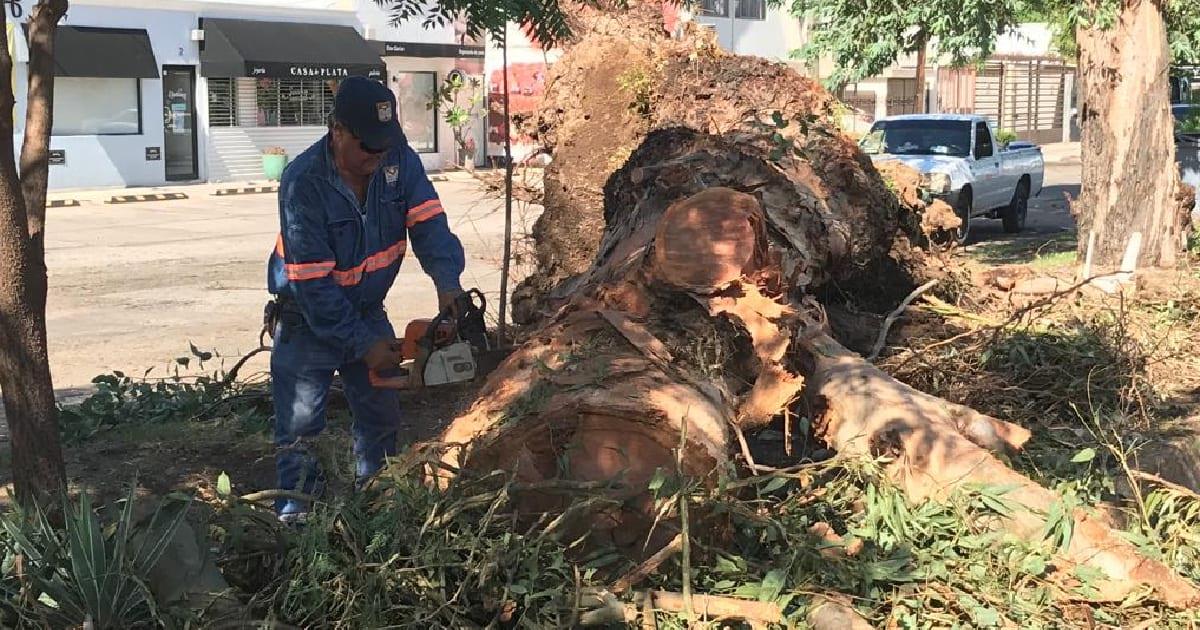 Lluvias en Hermosillo dejaron 99 reportes de árboles caídos