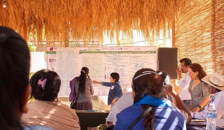 Curanderos yaquis comparten sus conocimientos ancestrales en herbolaria