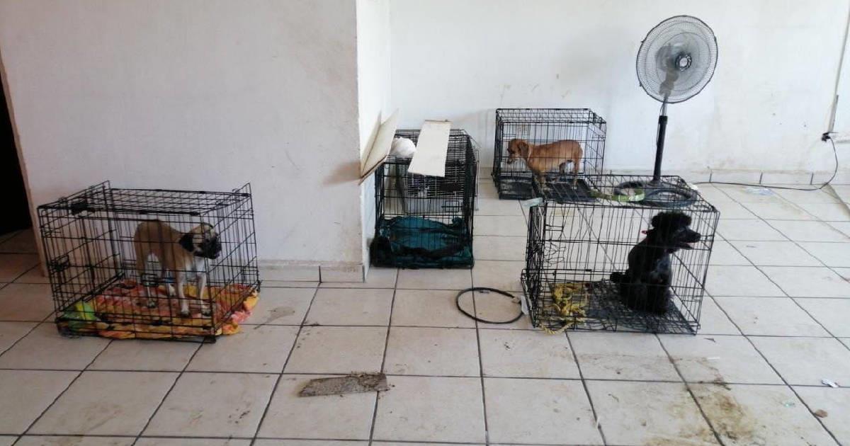 Desalojan veterinaria y ahora buscan a dueños de mascotas internadas