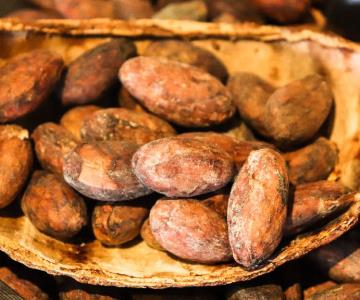 Día Mundial del Cacao: Origen y beneficios de este delicioso fruto