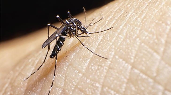 Álamos alcanza los 57 casos de dengue, la mayoría de serotipo 2