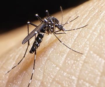 Álamos alcanza los 57 casos de dengue, la mayoría de serotipo 2