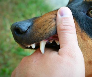 Si has sido atacado por un perro, denuncia; multas ascienden a 26 mil pesos