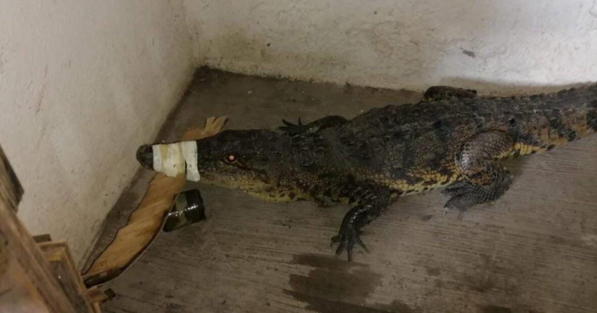 Vecinos encuentran a cocodrilo dentro de una vivienda en San Carlos