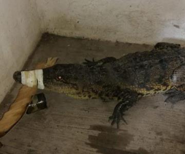 Vecinos encuentran a cocodrilo dentro de una vivienda en San Carlos