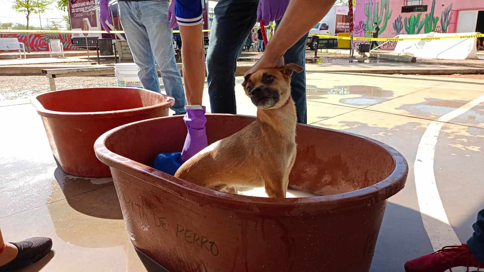 Realizan jornada de bienestar y salud canina en la colonia La Cholla