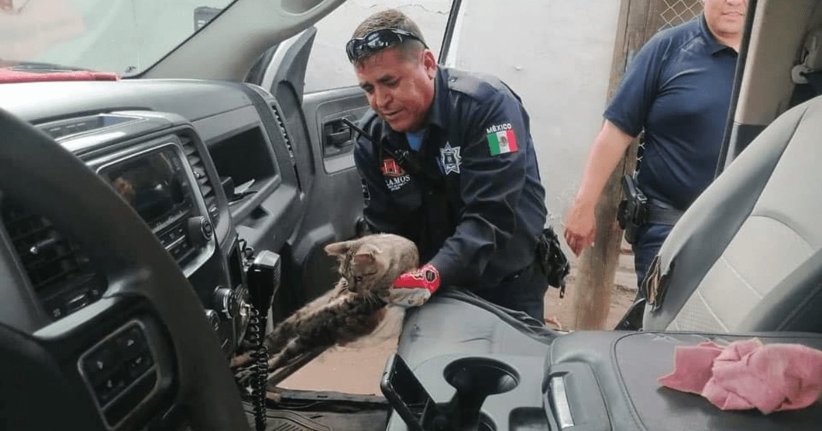 Policías de Álamos trasladan a un gatito que fue atropellado