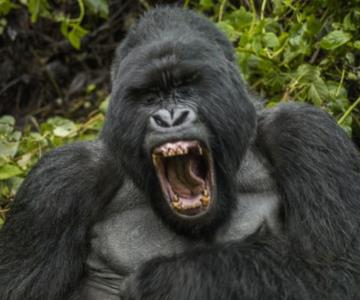 Los gorilas juegan a las ‘encantadas’