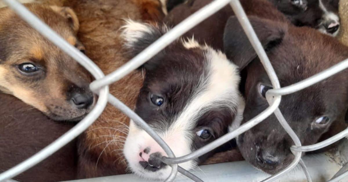 Realizarán feria de salud gratuita para celebrar el Día del Perro