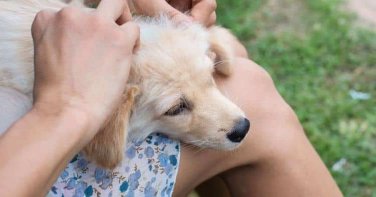 Realizarán feria de salud gratuita para celebrar el Día del Perro