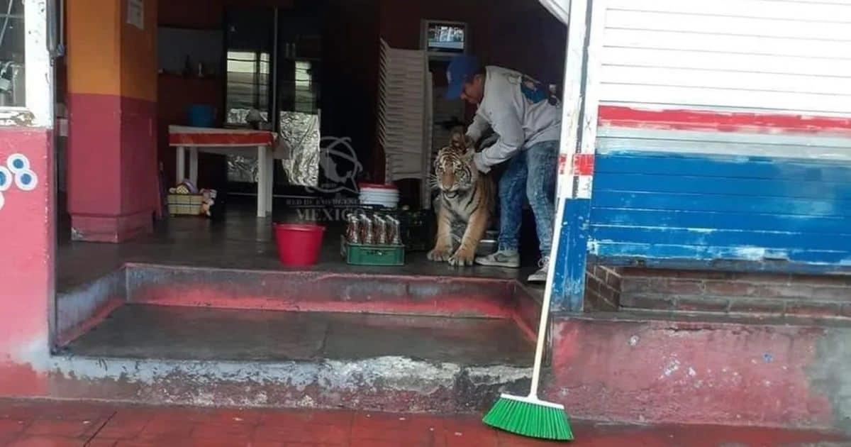 Tigre se pasea por calles de Hidalgo y se mete a local de tacos