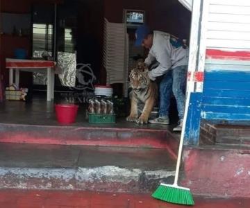 Tigre se pasea por calles de Hidalgo y se mete a local de tacos