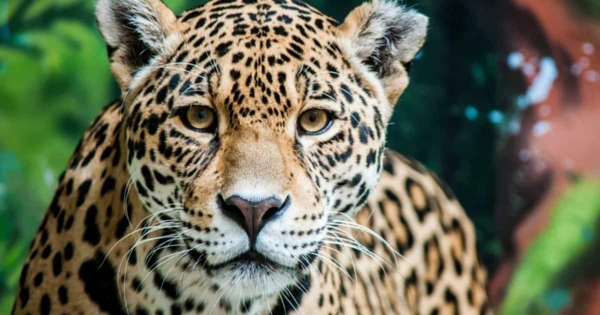 Jaguar ataca a adolescente en zoológico de León, Guanajuato