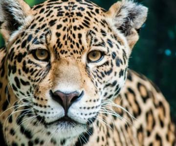 Jaguar ataca a adolescente en zoológico de León, Guanajuato