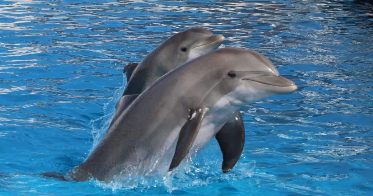 ¿Suspenderán las delfinoterapias en Sonora? Esto dijo la Cedes