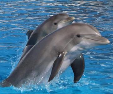 ¿Suspenderán las delfinoterapias en Sonora? Esto dijo la Cedes