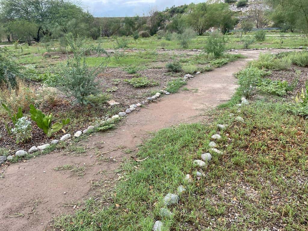 Recientes lluvias reverdecen Hermosillo