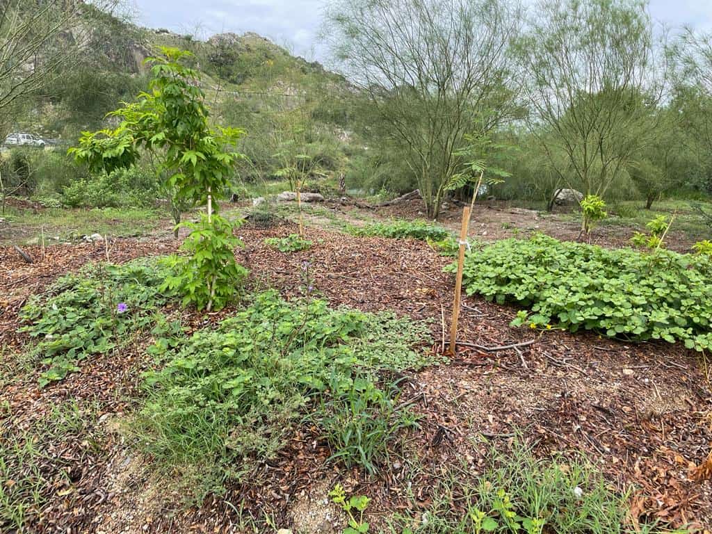 Recientes lluvias reverdecen Hermosillo