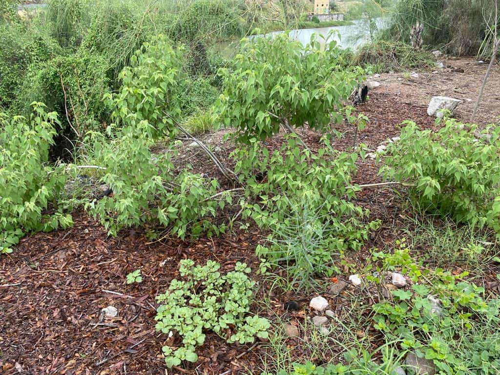 Recientes lluvias reverdecen Hermosillo