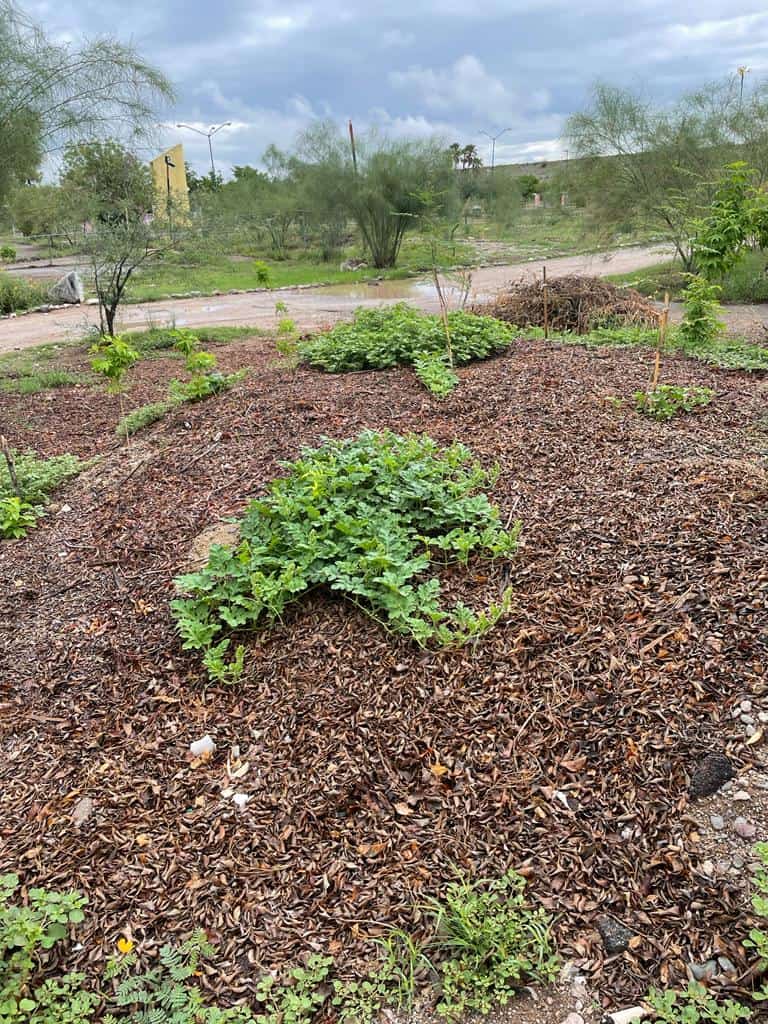 Recientes lluvias reverdecen Hermosillo