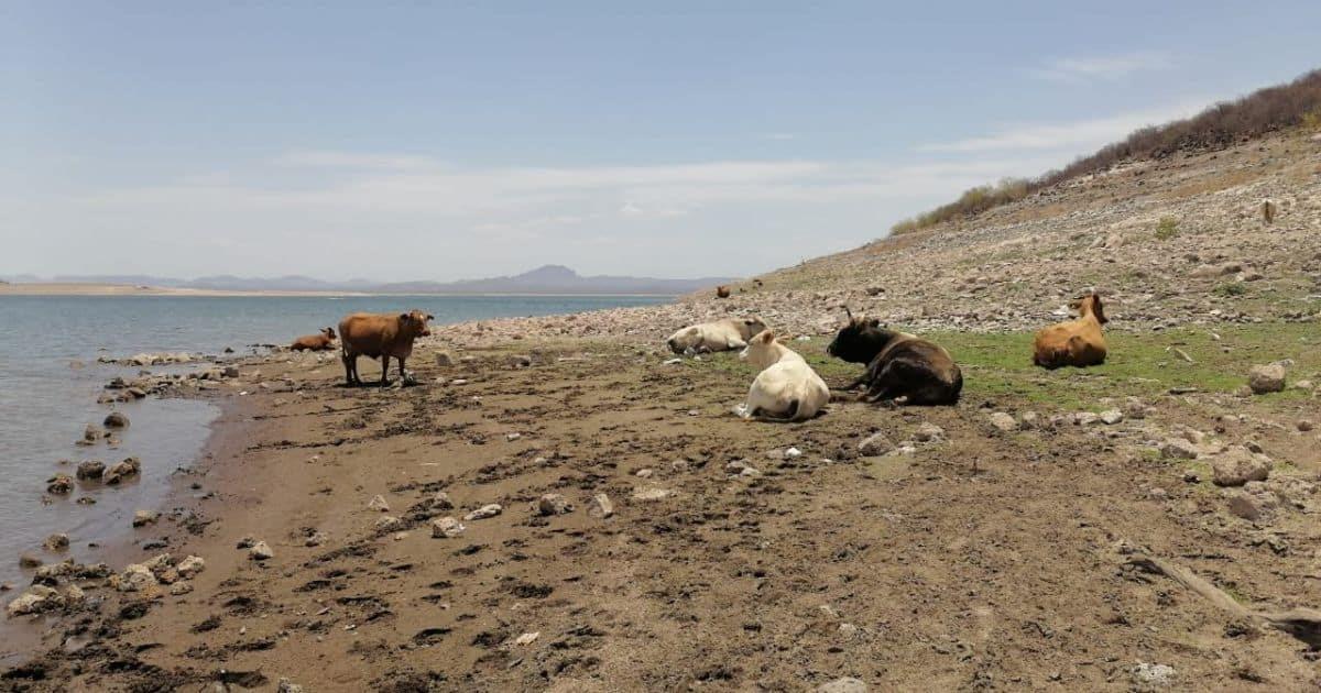 Pega sequía y pandemia a ganaderos en Sonora