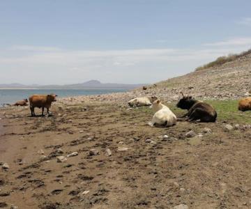 Pega sequía y pandemia a ganaderos en Sonora