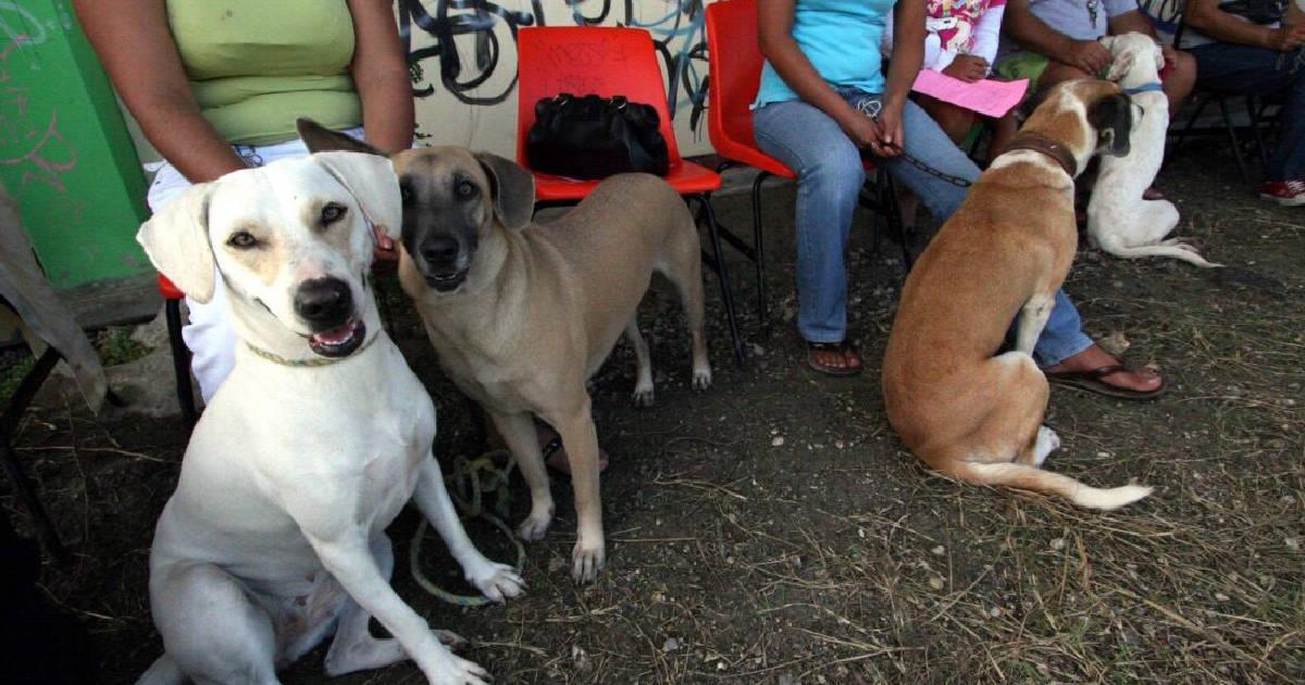 Continúan jornadas caninas en Hermosillo