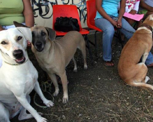 Continúan jornadas caninas en Hermosillo