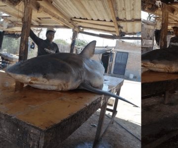 Capturan tiburón blanco de 3 metros en playa de Sonora