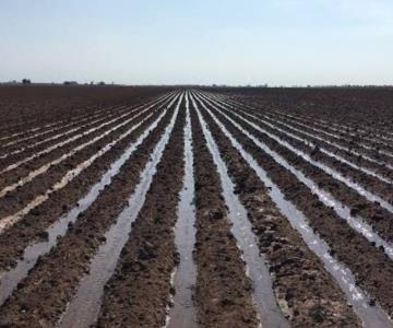 Escasez de lluvias impide inicio del ciclo agrícola en el Valle del Yaqui