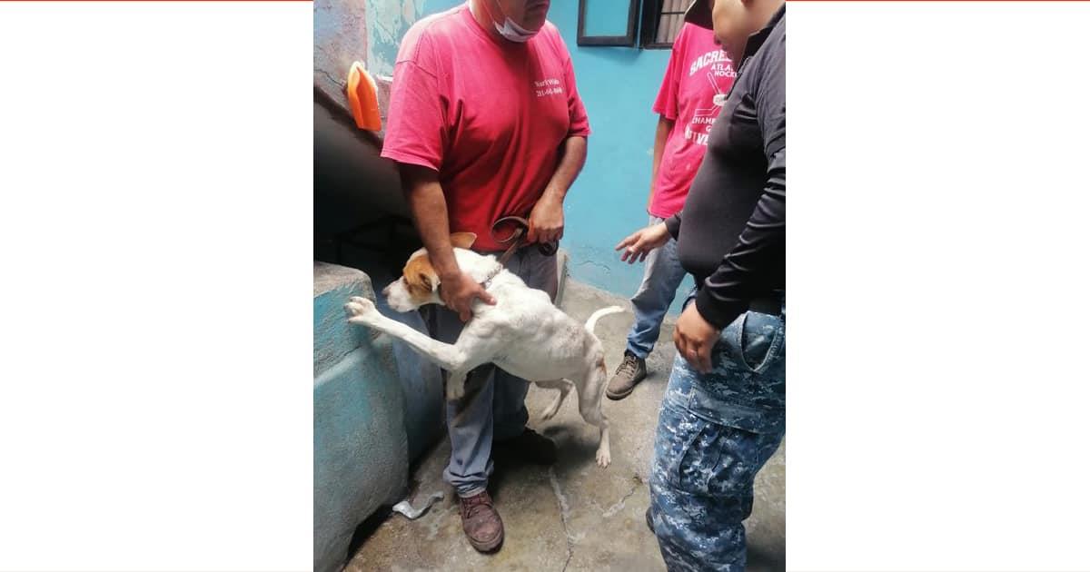 Logran rescatar a Leo, perro que sufrió maltrato animal