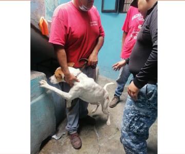 Logran rescatar a Leo, perro que sufrió maltrato animal