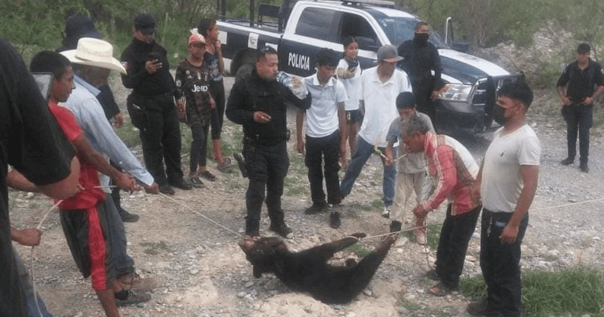 Asfixian a osezno frente a policías