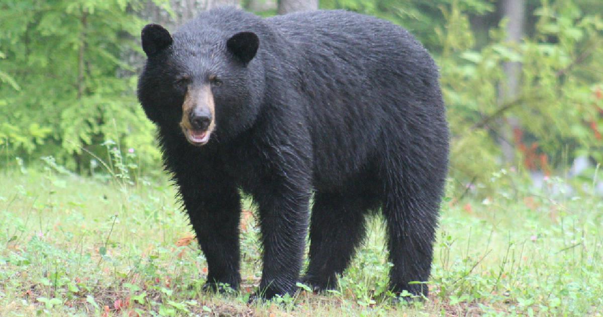 Gobernador de Coahuila reprueba maltrato animal contra osezno